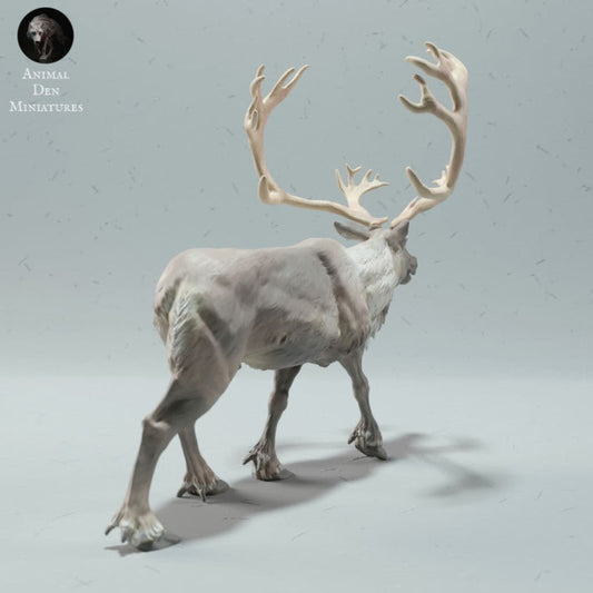 Adm2019 Reindeer / Caribou Bull Calling Animal