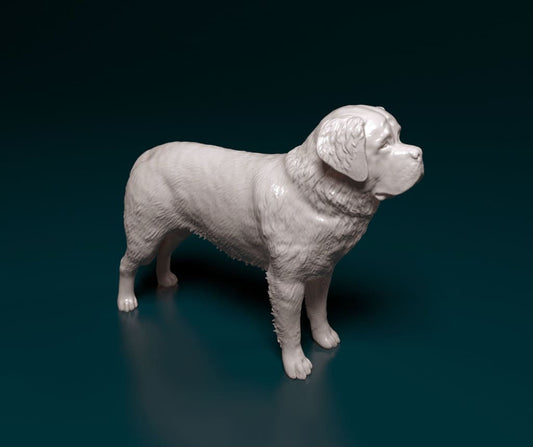 Saint Bernard Standing Dog