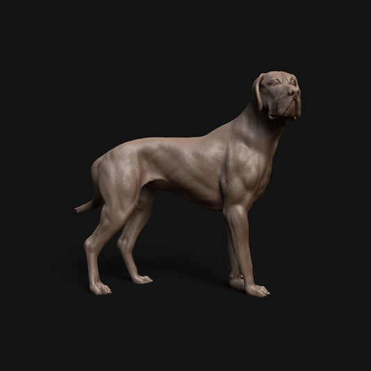 Mmd043 Great Dane Animal