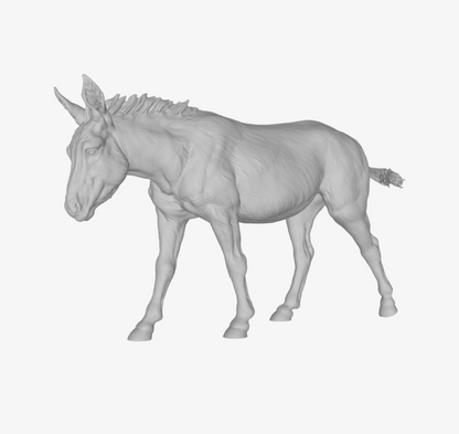 ADM007 Donkey walking
