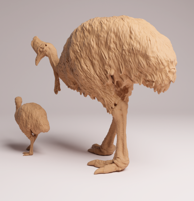 AD001 Southern Cassowary with chick
