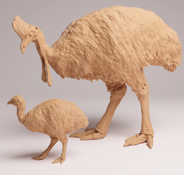 AD001 Southern Cassowary with chick