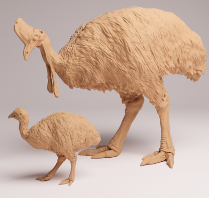 AD001 Southern Cassowary with chick