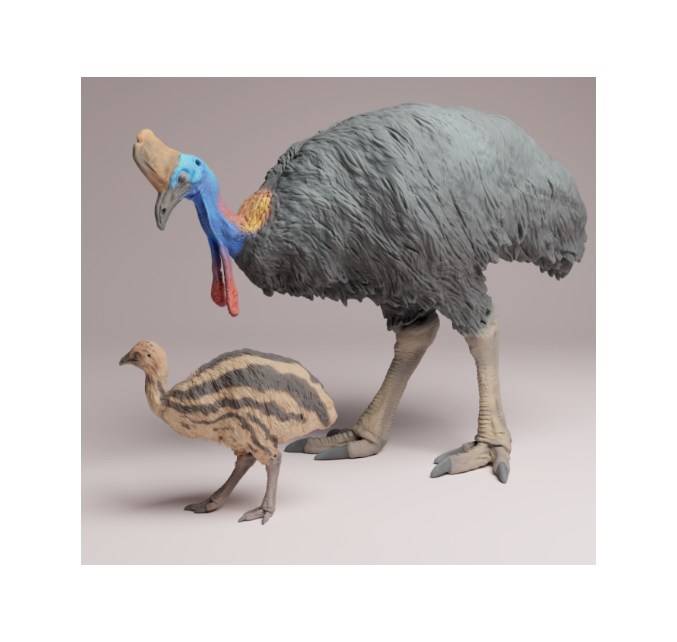 AD001 Southern Cassowary with chick