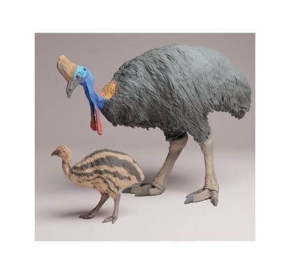 AD001 Southern Cassowary with chick
