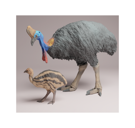 AD001 Southern Cassowary with chick