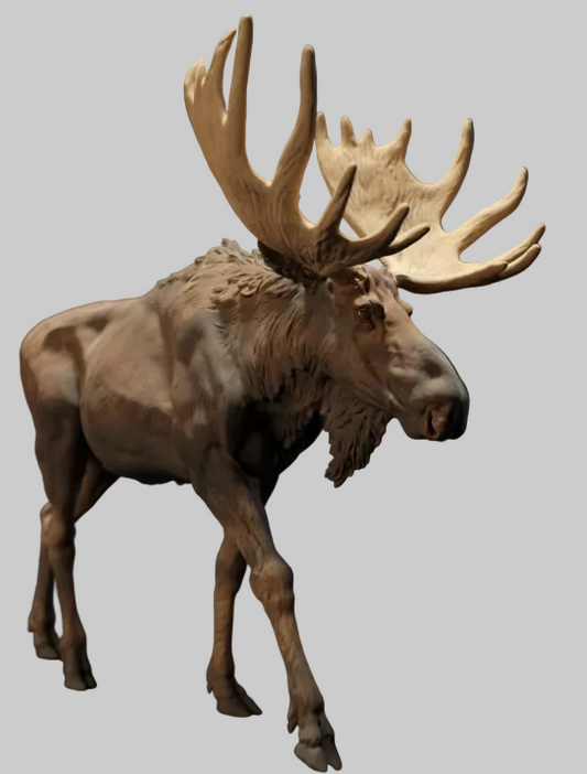 AD003 Moose