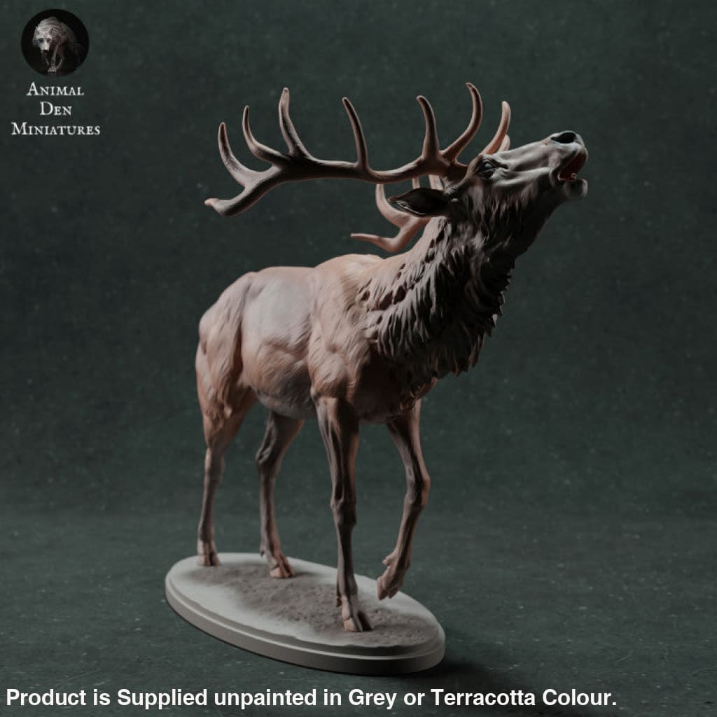 Adm021 Red Deer Stag Calling X 1 Animal