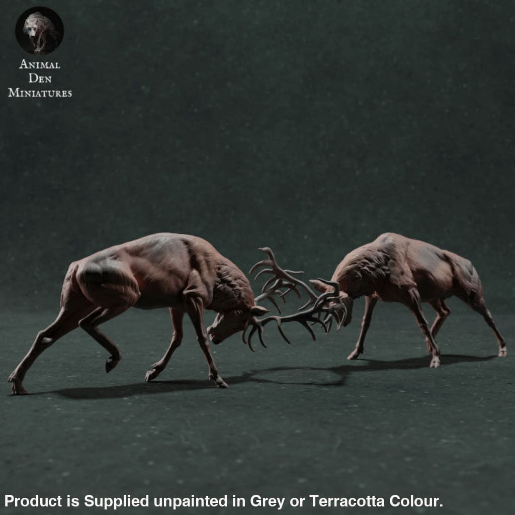 Adm022 Red Deer Stag Fighting Animal