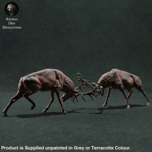 Adm022 Red Deer Stag Fighting Animal