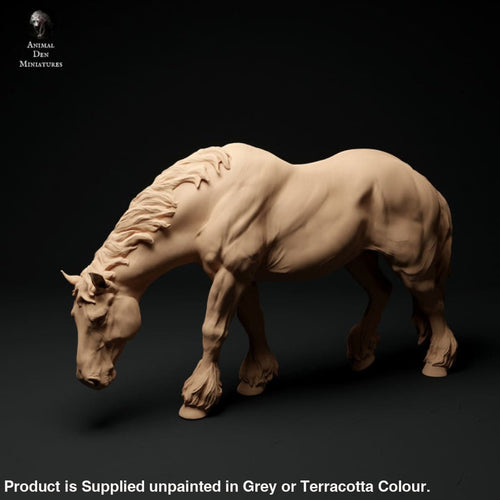 Adm1010 Suffolk-Punch-Mare-Grazing Animal