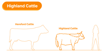 ADM1501 Highland Cow Standing licking nose Animal