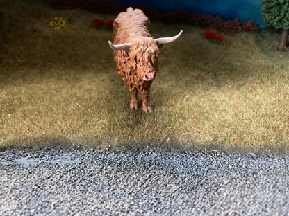 ADM1501 Highland Cow Standing licking nose Animal