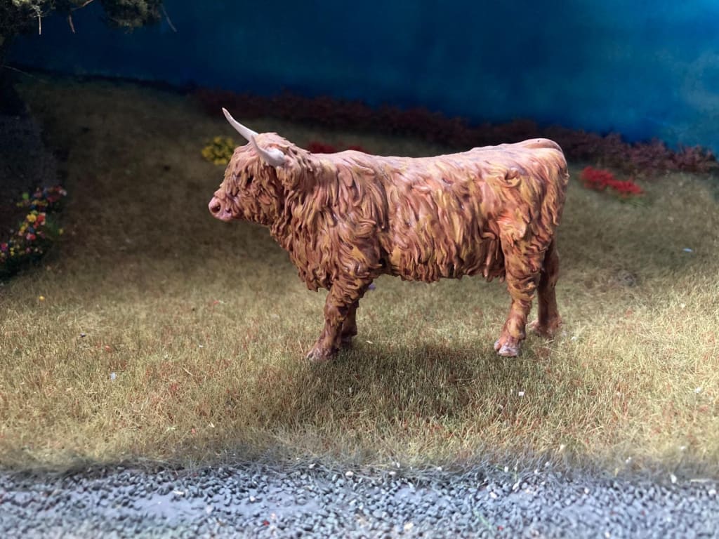 ADM1501 Highland Cow Standing licking nose Animal