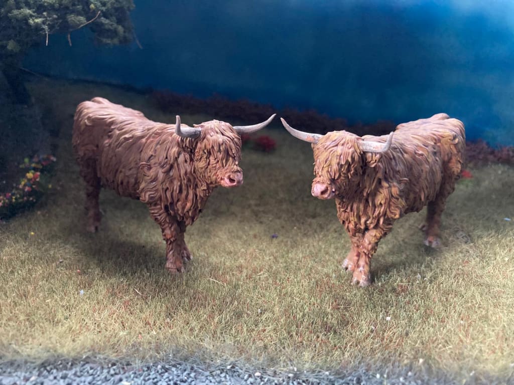 ADM1501 Highland Cow Standing licking nose Animal