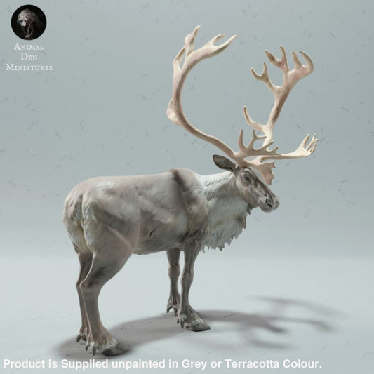 Adm2018 Reindeer / Caribou Bull Animal