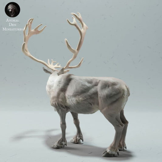 Adm2018 Reindeer / Caribou Bull Animal