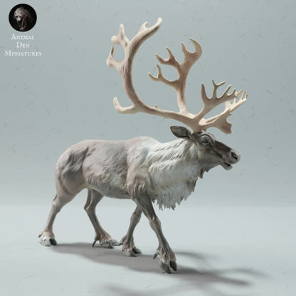Adm2019 Reindeer / Caribou Bull Calling Animal