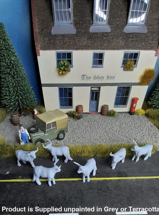 Small Highland Cattle X 6 Cow