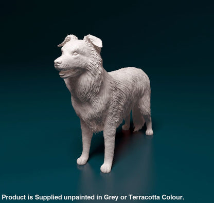 Border Collie Standing Dog