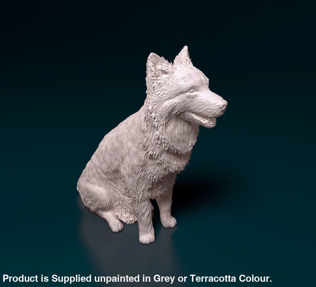 Border Collie Sitting Dog