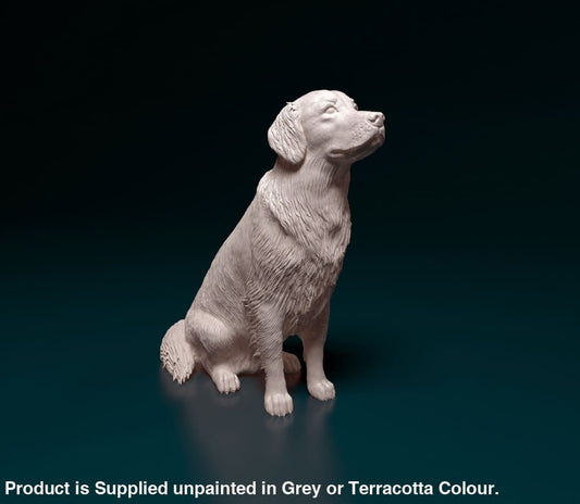 Golden Retriever Sitting Dog