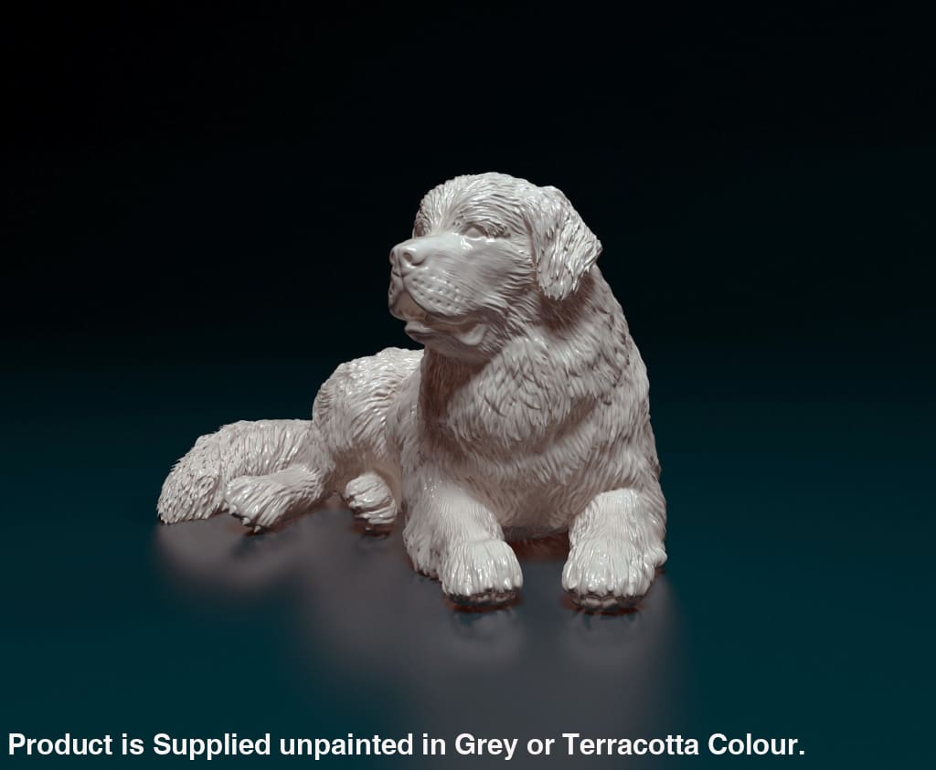 Newfoundland Lying Down Dog