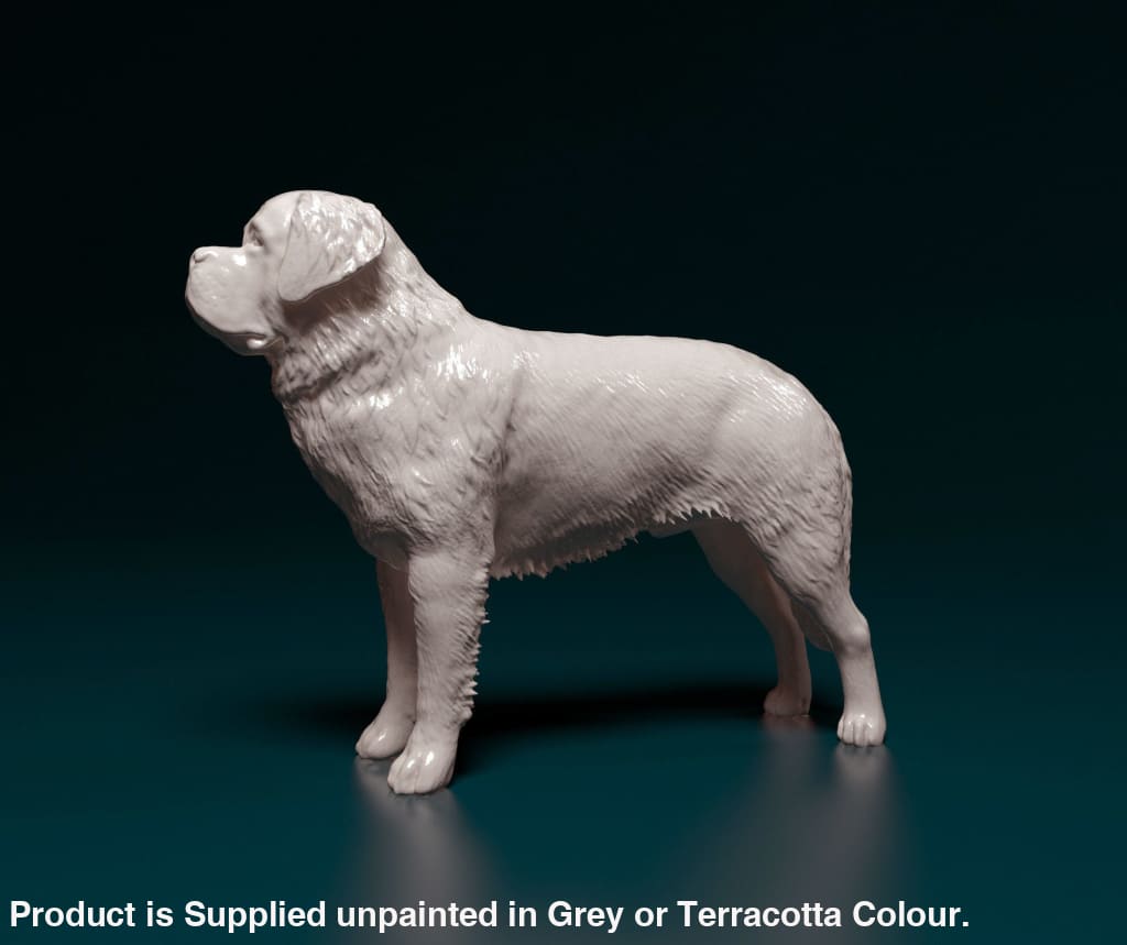 Saint Bernard Standing Dog