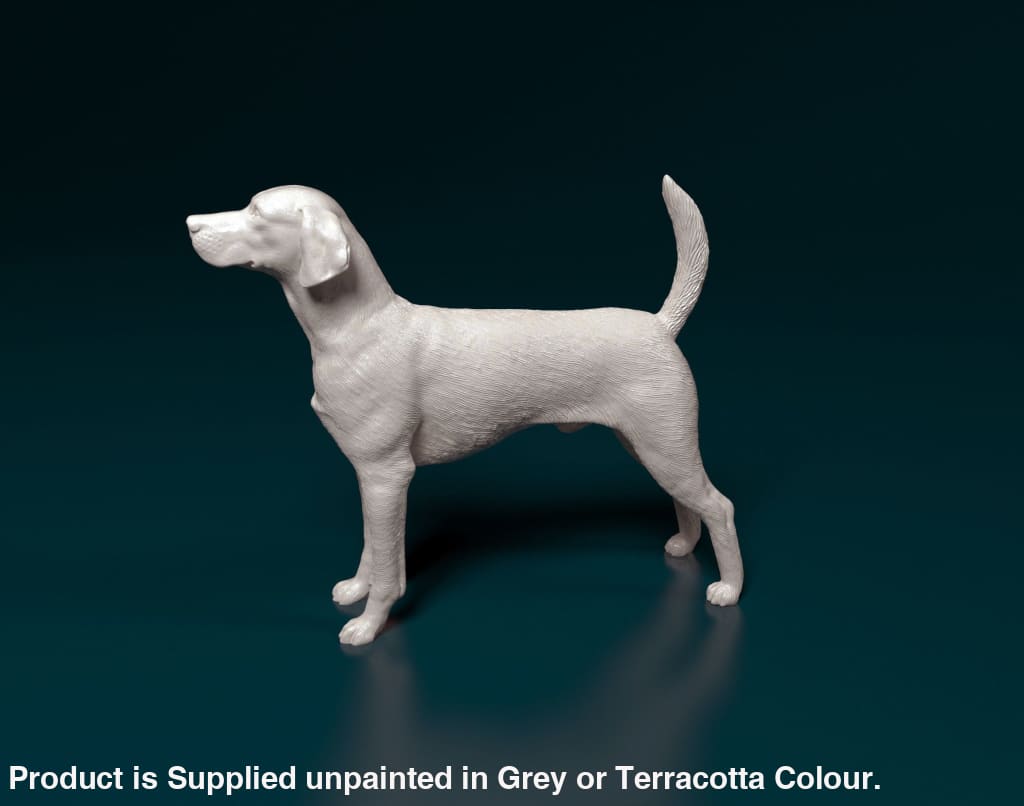 English Foxhound Standing Dog