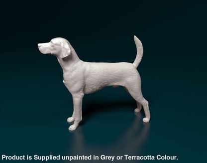 English Foxhound Standing Dog