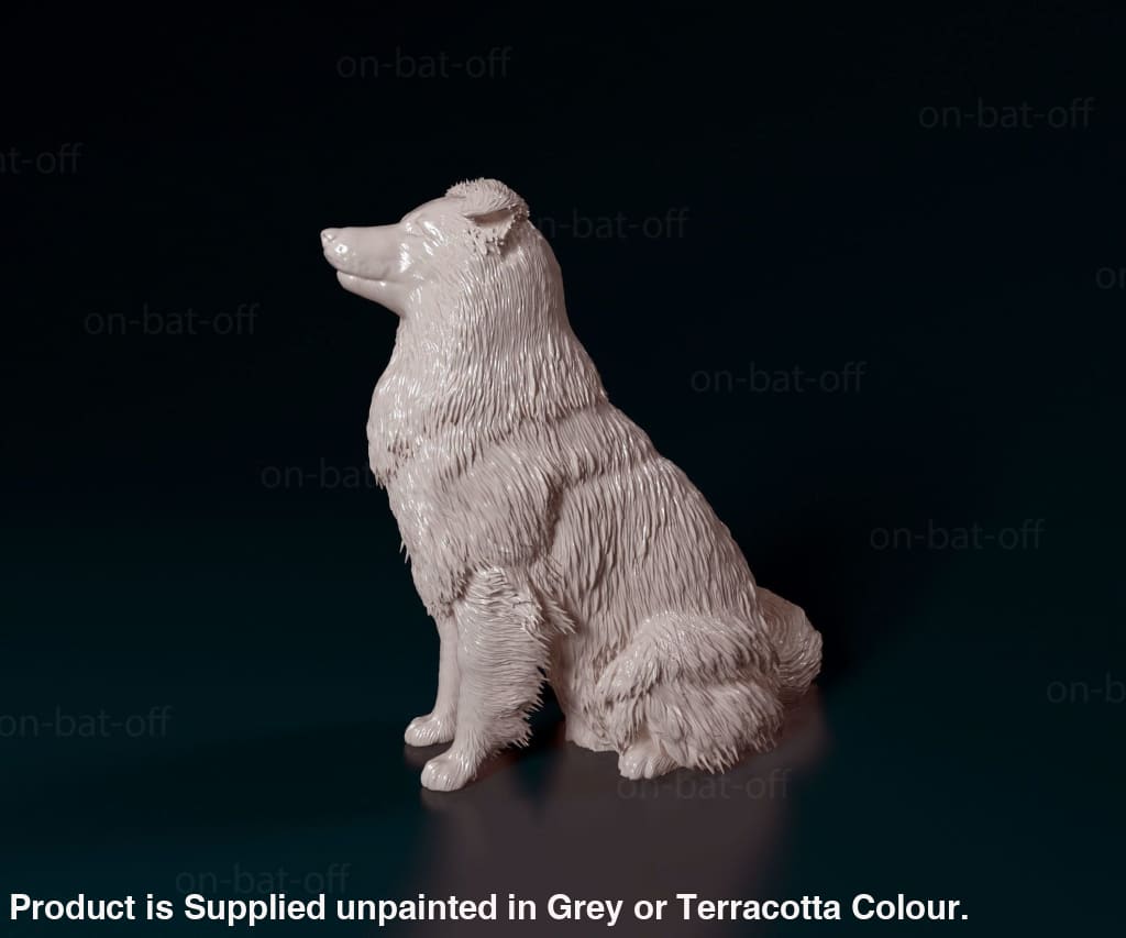 Sheltie Dog