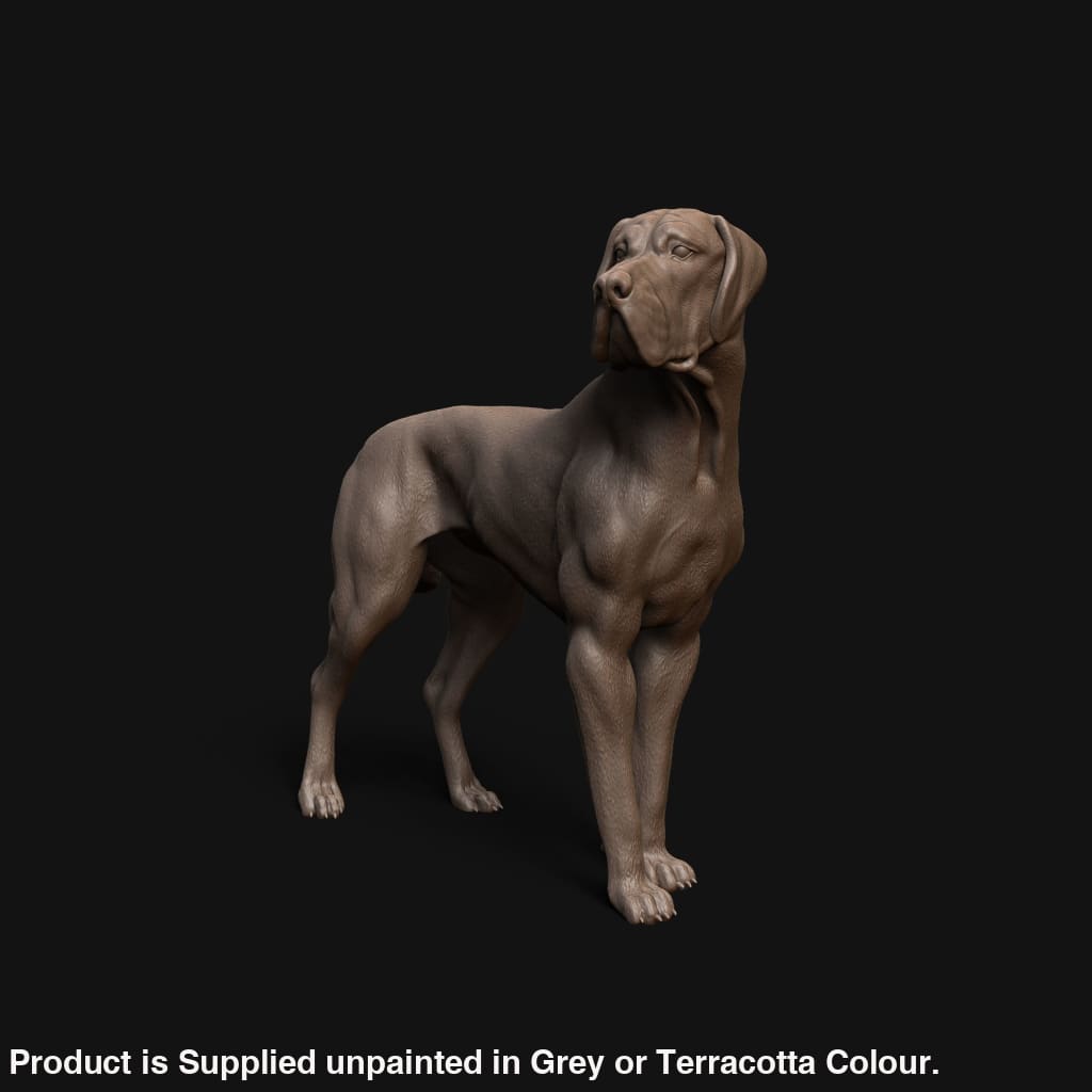 Mmd043 Great Dane Animal