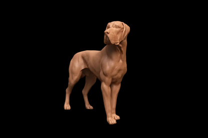 Mmd043 Great Dane Animal