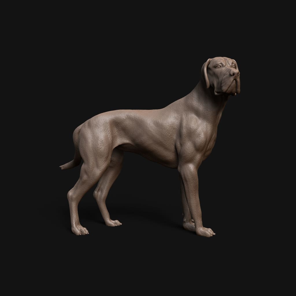 Mmd043 Great Dane Animal